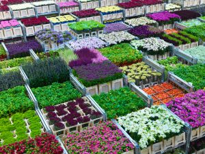 Royal Flora Holland is een van de partijen in de Holland Flower Alliance